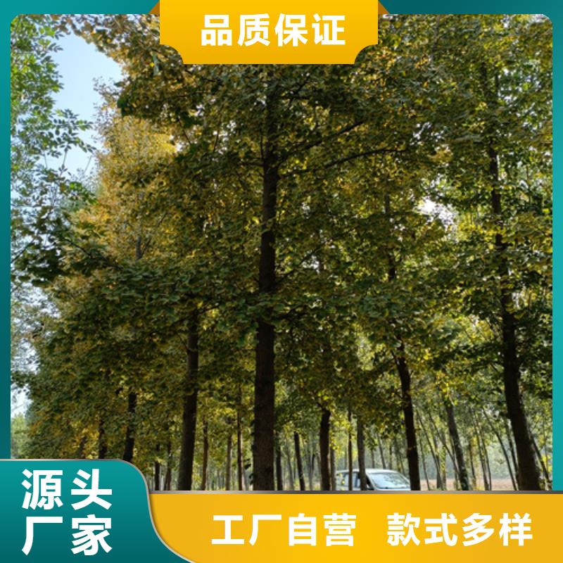 法桐美国红枫打造行业品质