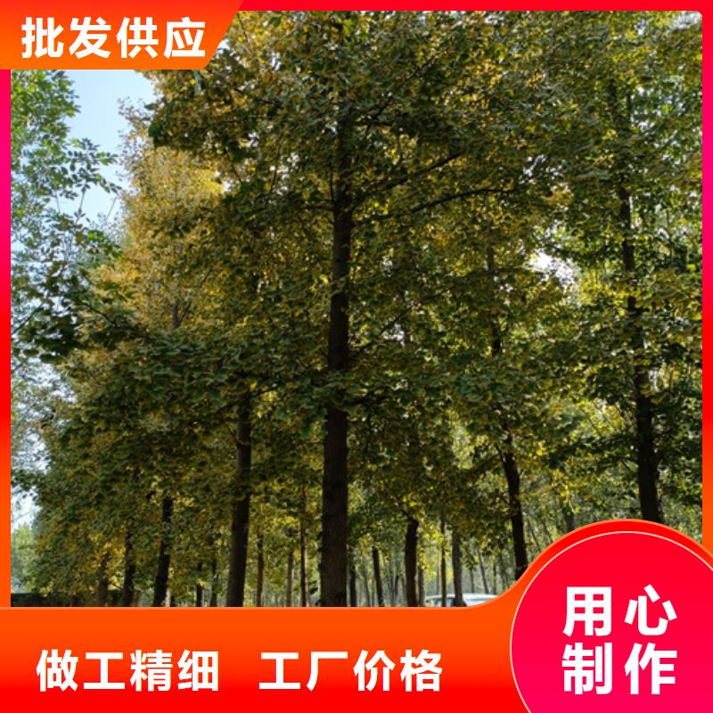 法桐五角枫一个起售
