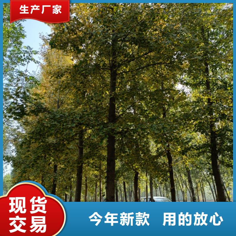 法桐_黄金槐保质保量
