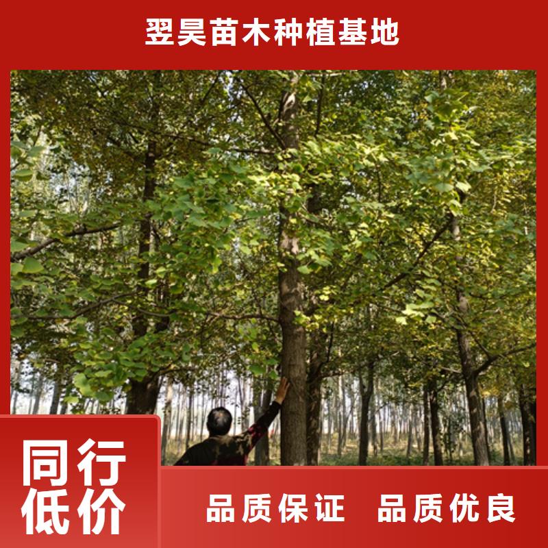 法桐美国红枫打造行业品质