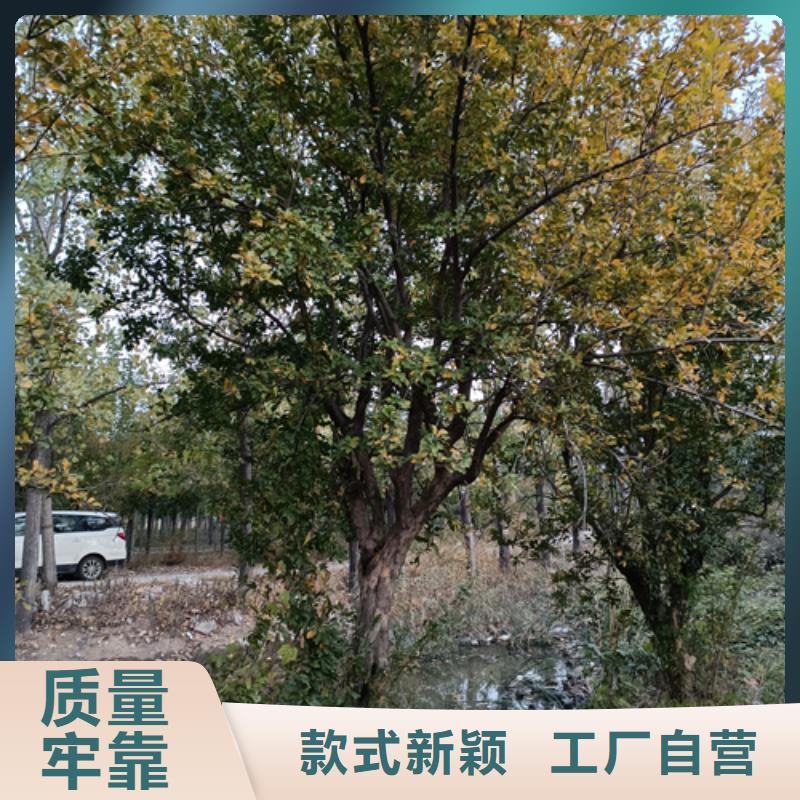 法桐黄金槐快捷的物流配送