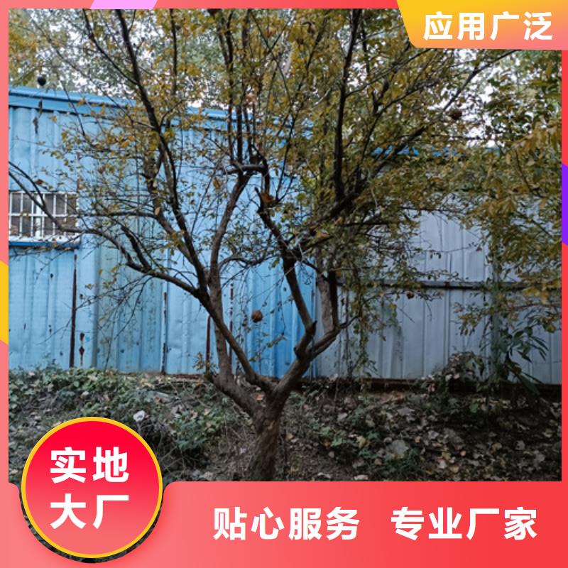 法桐美国红枫海量现货