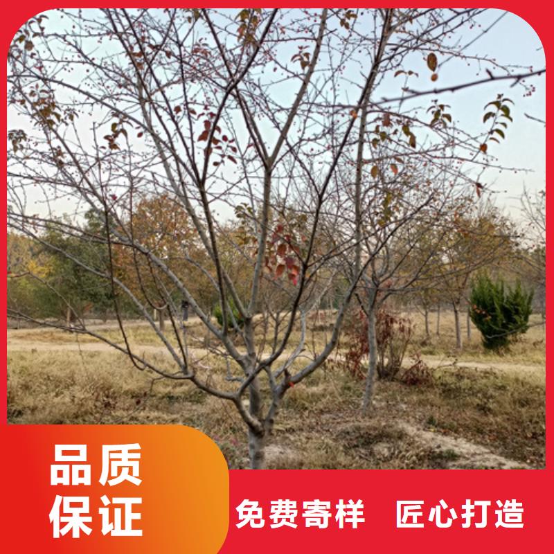 订购造型法桐