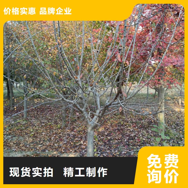 订购造型法桐