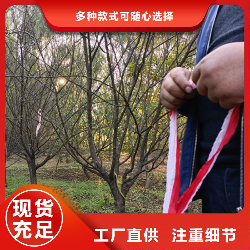 优惠的速生法桐