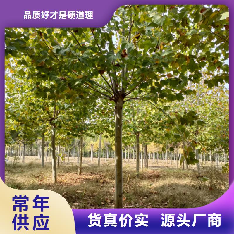 【法桐】金叶白蜡质量优价格低