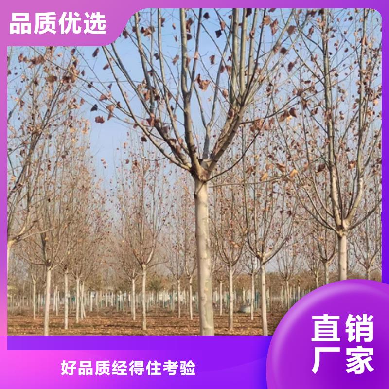 翌昊原生冠法桐法桐品质优选二八商务