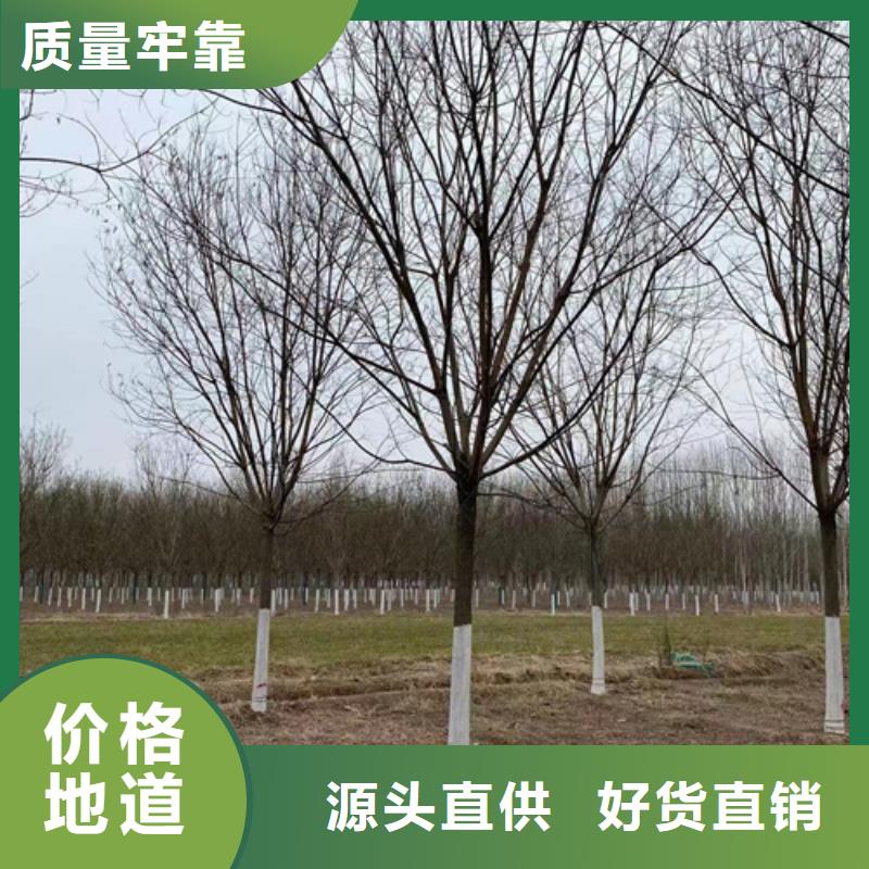 法桐金叶白蜡量少也做