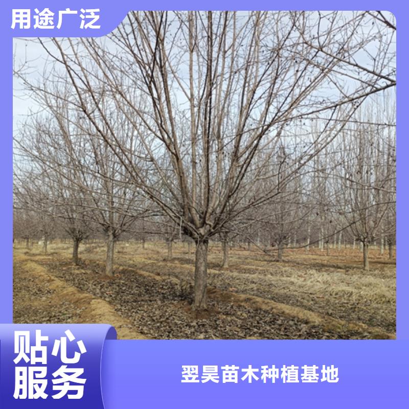 法桐,炫丽海棠满足多种行业需求