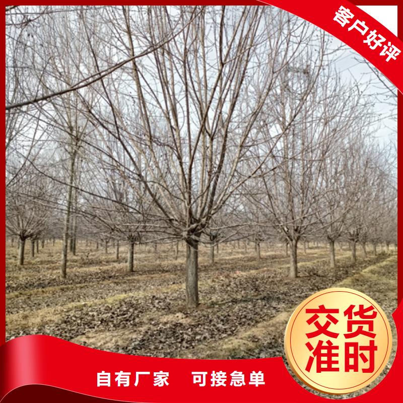 法桐【美国红枫】专业品质