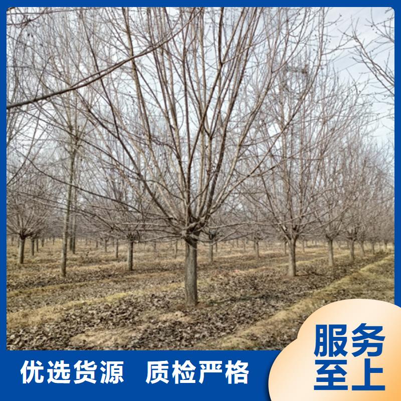 翌昊原生冠法桐法桐品质优选二八商务