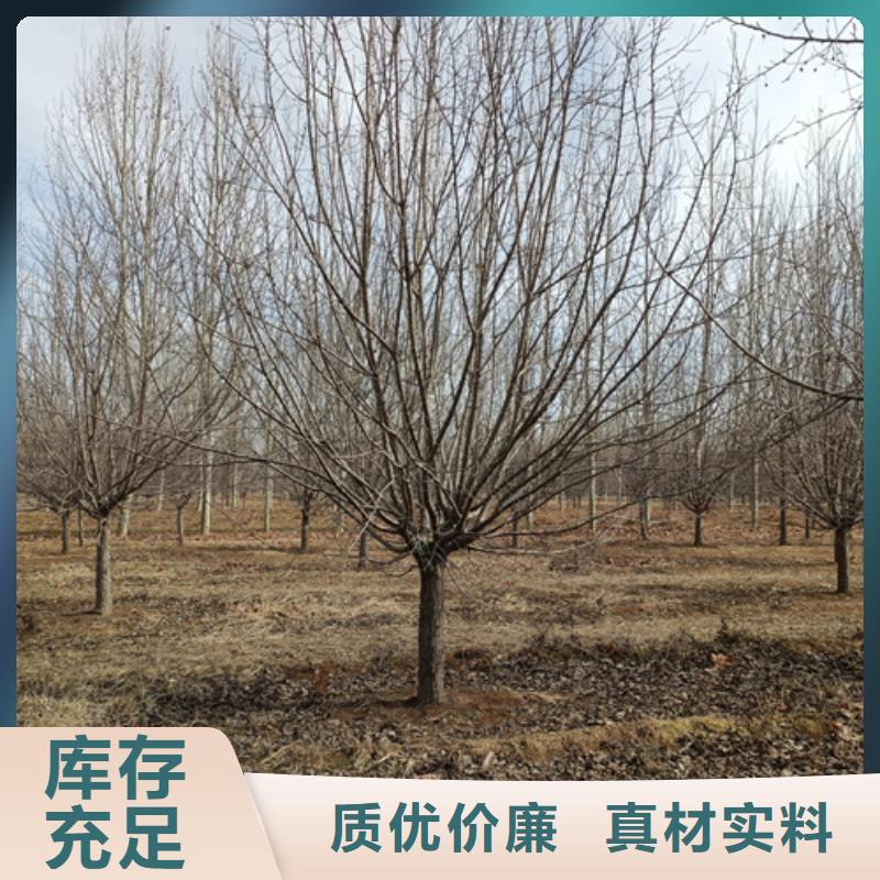 法桐,炫丽海棠满足多种行业需求