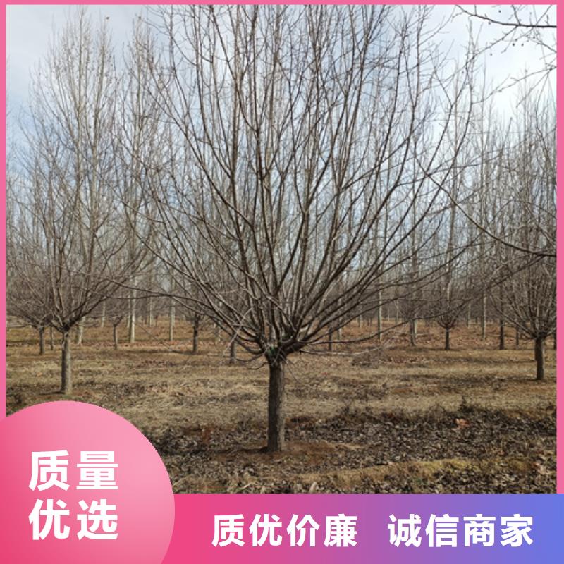 法桐,北京栾实体厂家支持定制