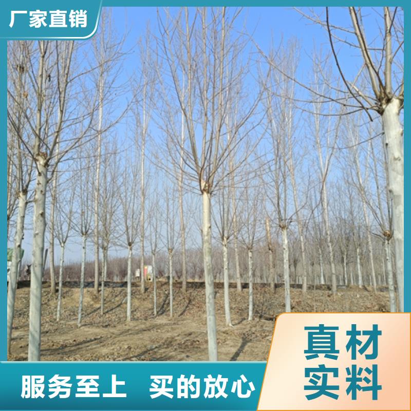 法桐美国红枫欢迎来电咨询