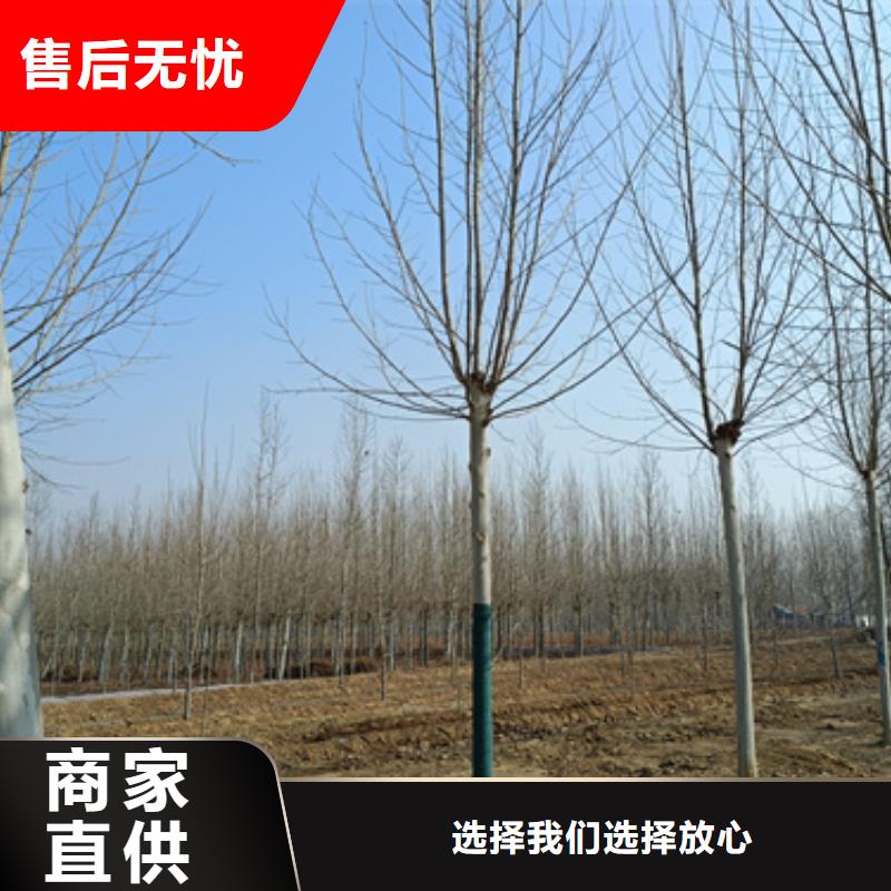 法桐,北京栾实体厂家支持定制