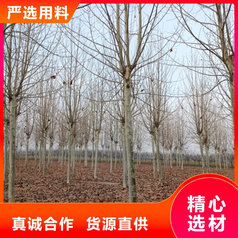 买法桐行情全国统一价