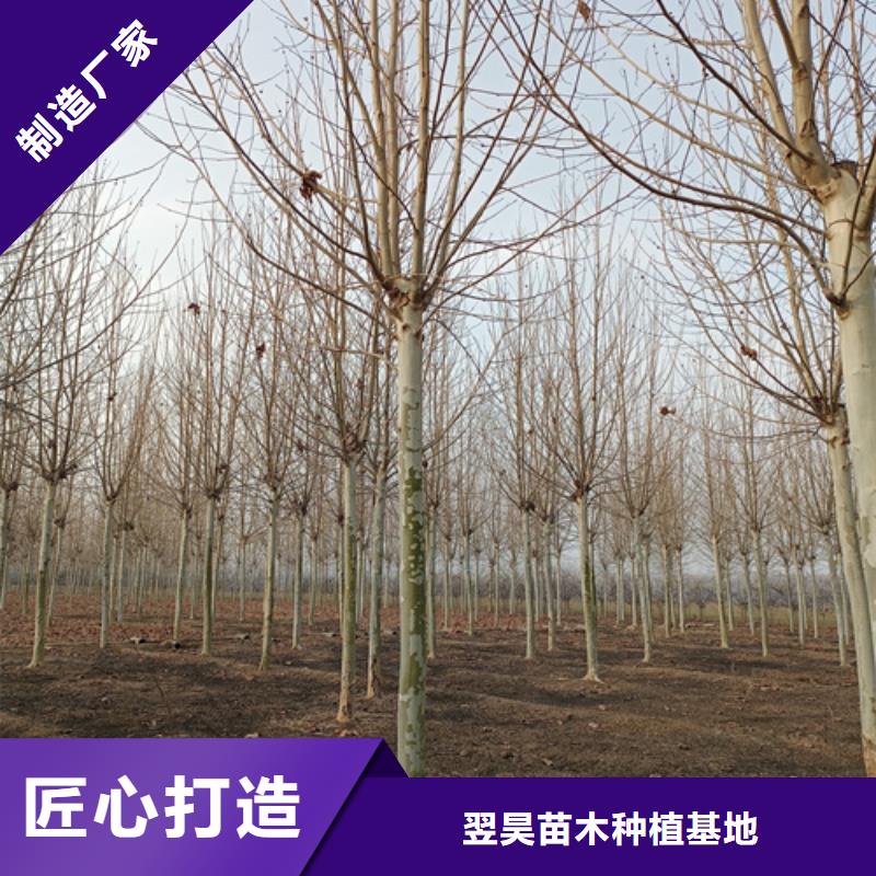 法桐-美国红枫工厂采购