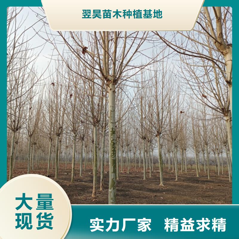 法桐金叶槐货源直供