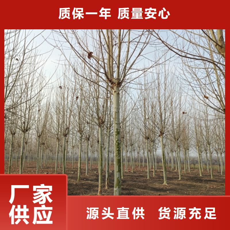 法桐小苗畅销全国绿化苗木
