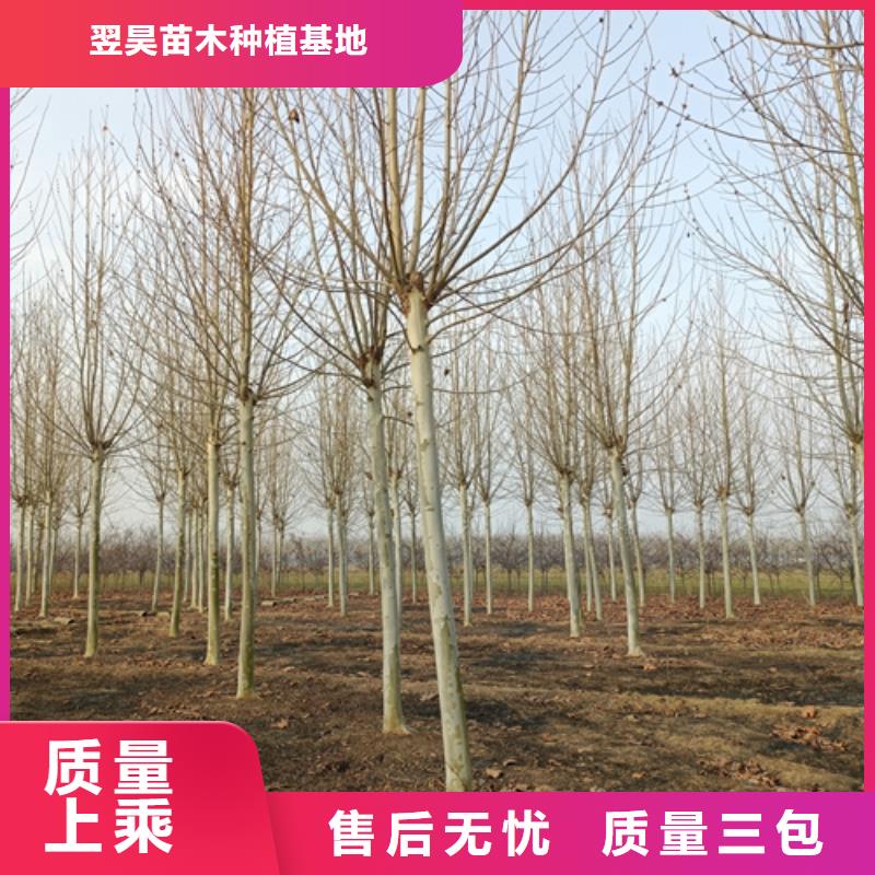 法桐秋紫白蜡专心专注专业