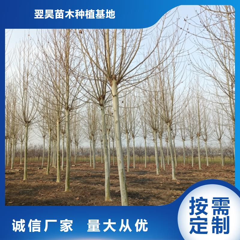 法桐,黄金槐设计合理