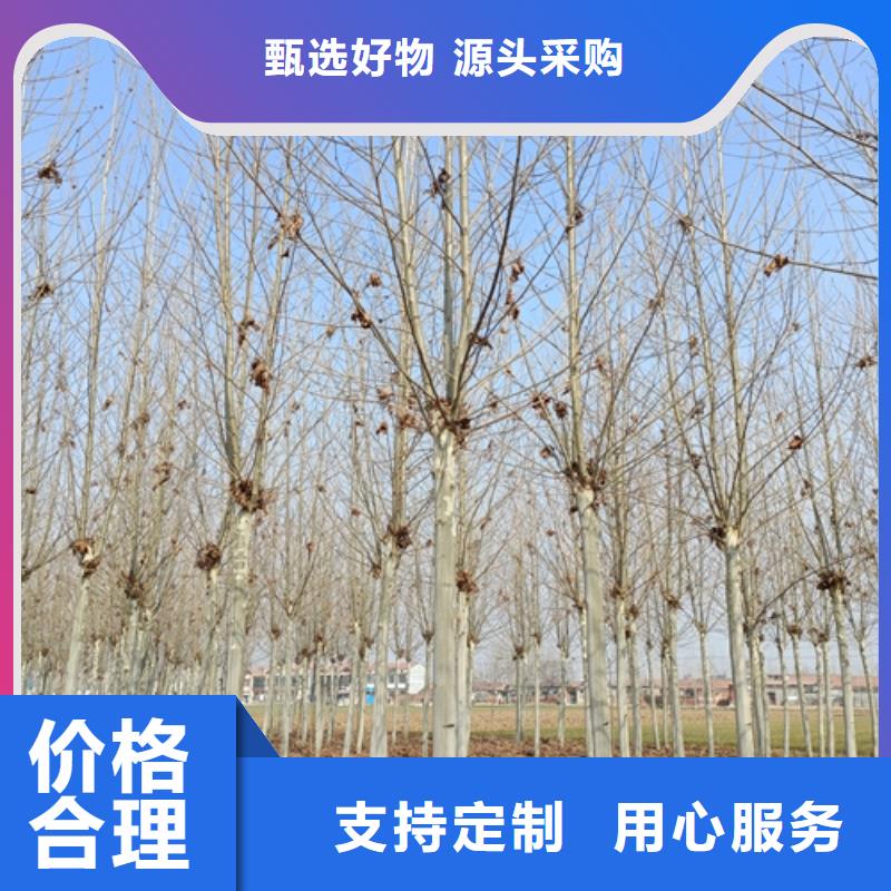 法桐黄金槐经销商