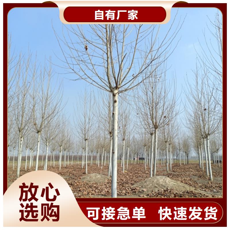 法桐秋紫白蜡专心专注专业