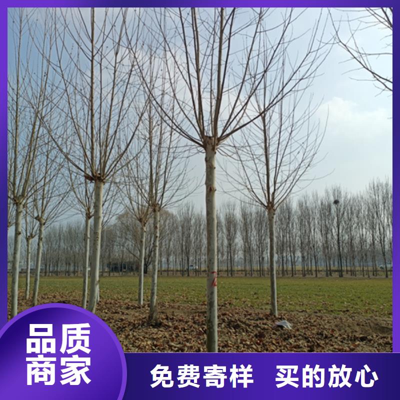 法桐五角枫定制批发