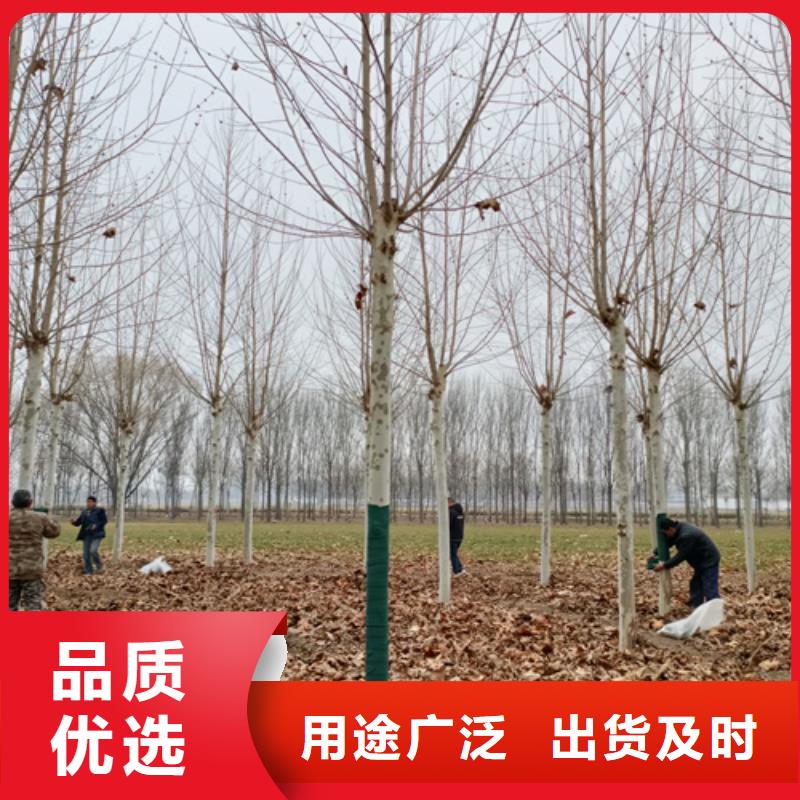 法桐国槐欢迎来电咨询