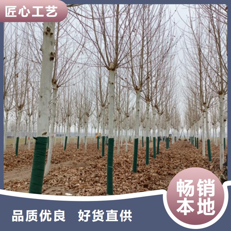 法桐好货直销