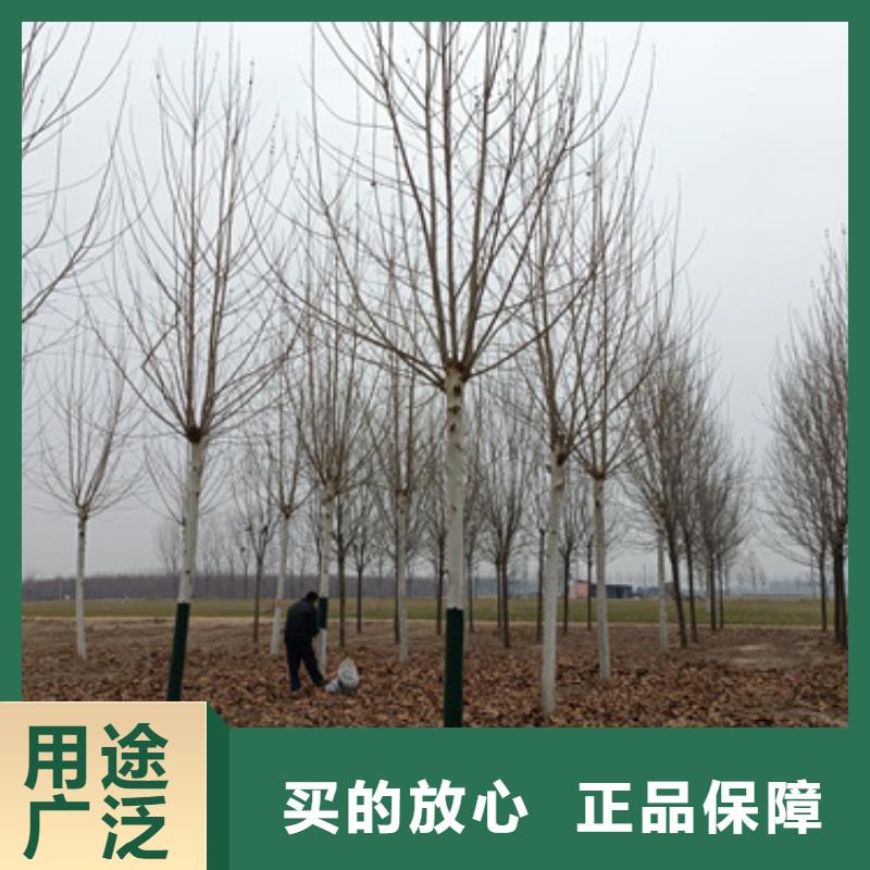法桐炫丽海棠用心做好细节