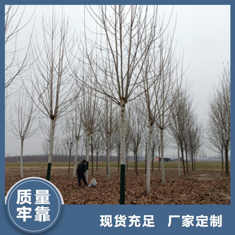 法桐金叶槐货源直供