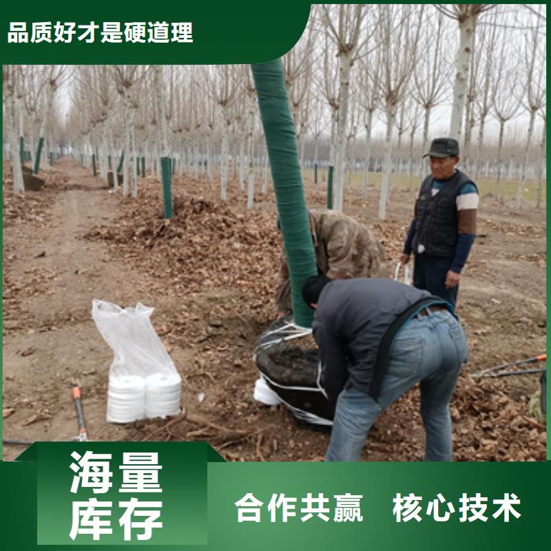 法桐秋紫白蜡专心专注专业