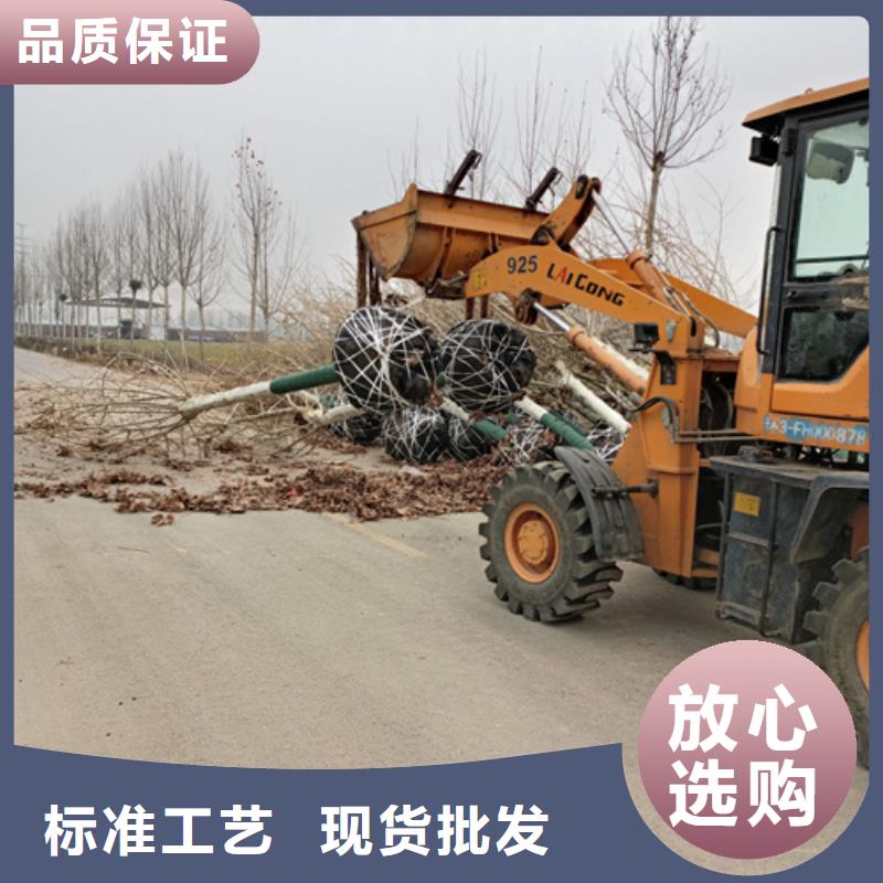 法桐金叶槐货源直供