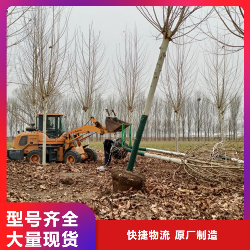 法桐截杆发帽自营品质有保障