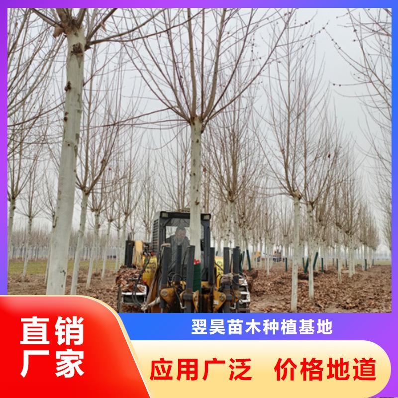 法桐黄金槐快捷的物流配送