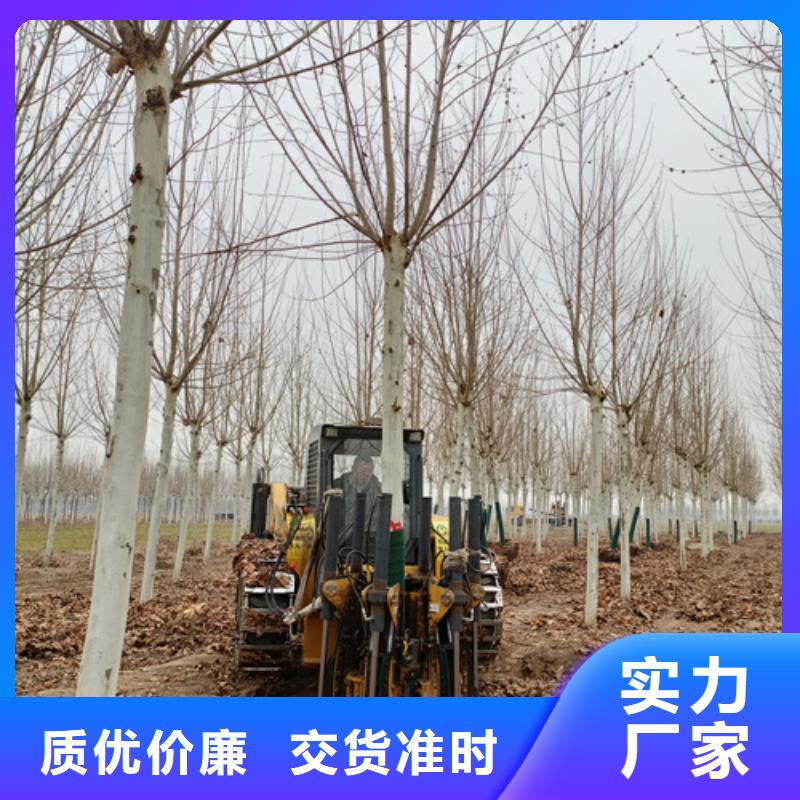 品种全 法桐品质优选-同城使用方法-产品资讯
