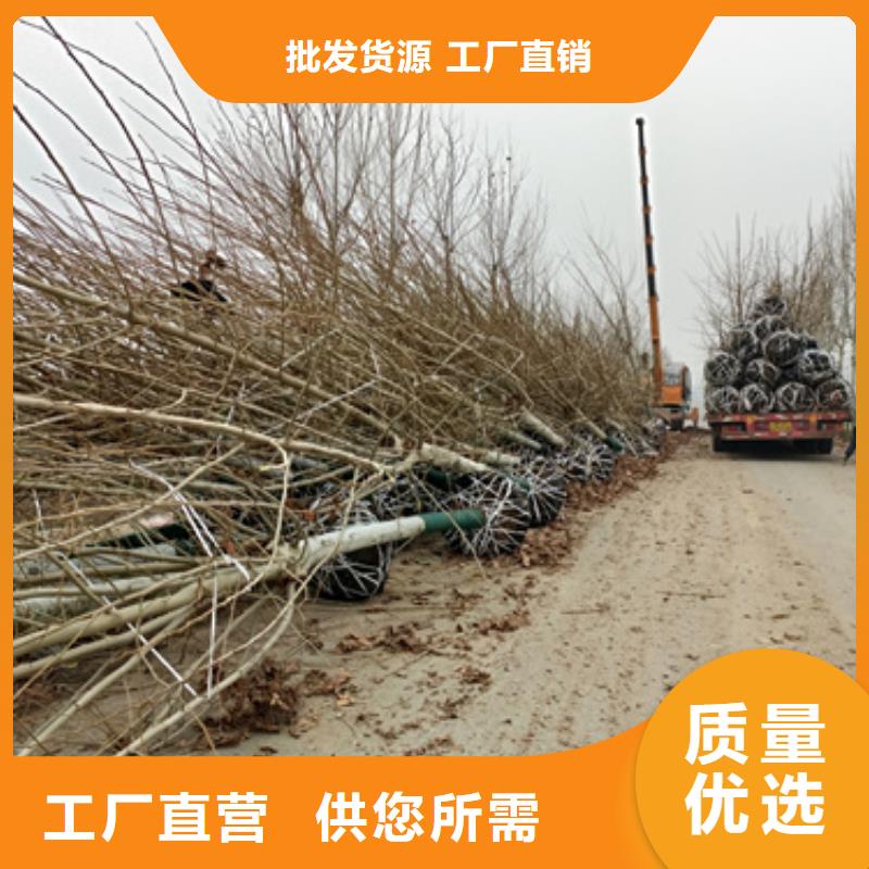 法桐行情量大优先发货