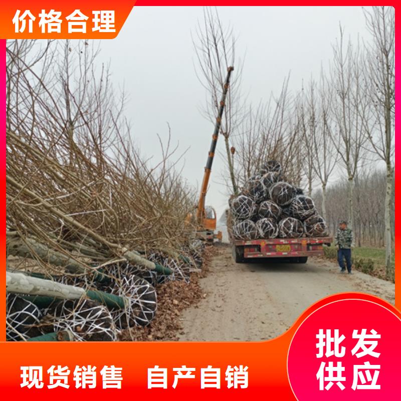法桐截杆发帽适用场景
