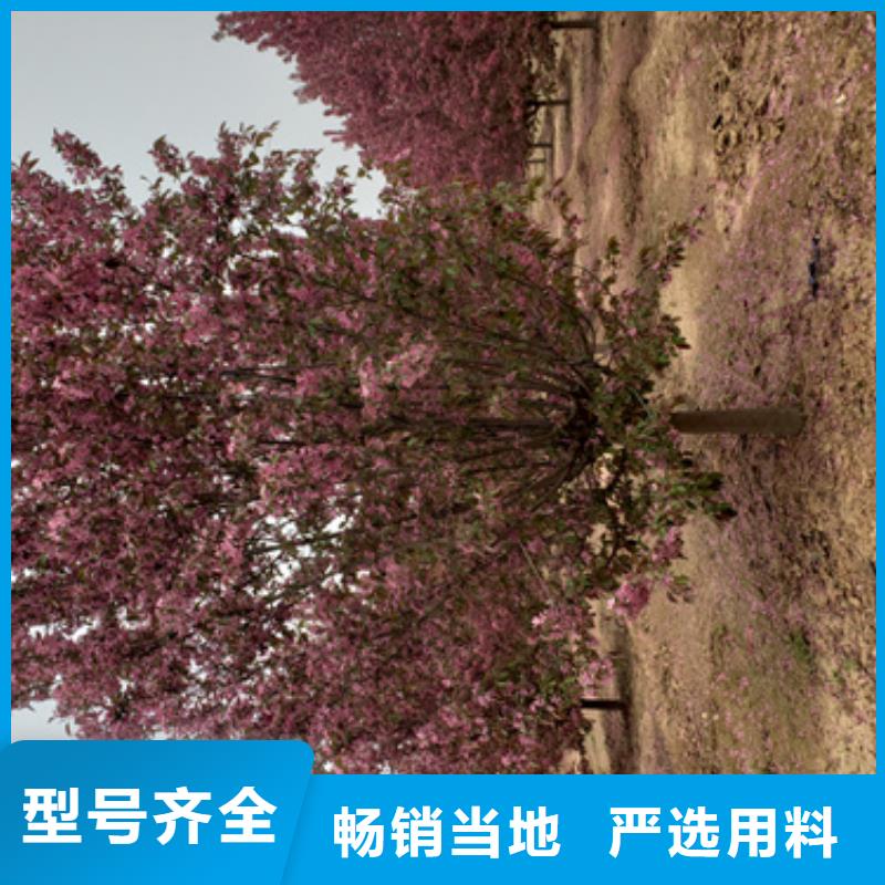 造型法桐放心选择绿化苗木