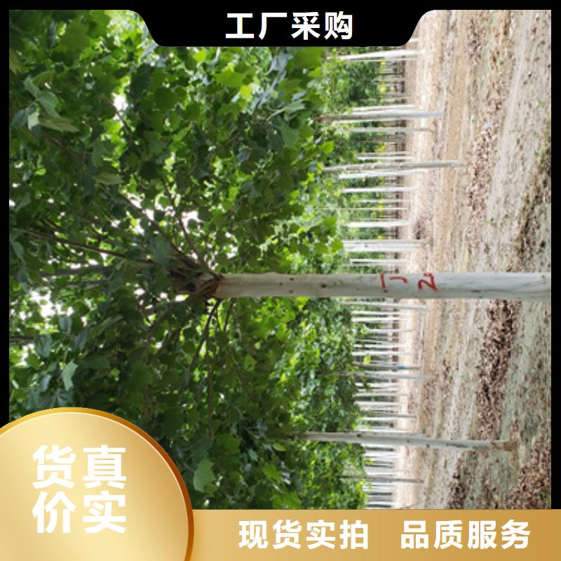法桐秋紫白蜡专心专注专业