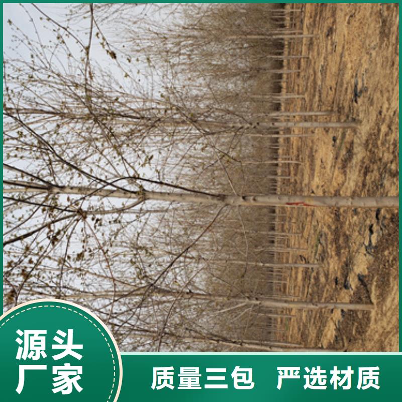 法桐金叶白蜡量少也做