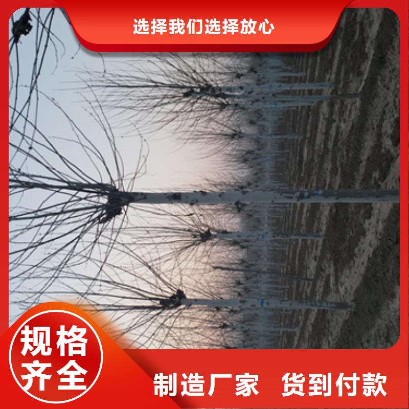法桐-金叶槐品质过硬