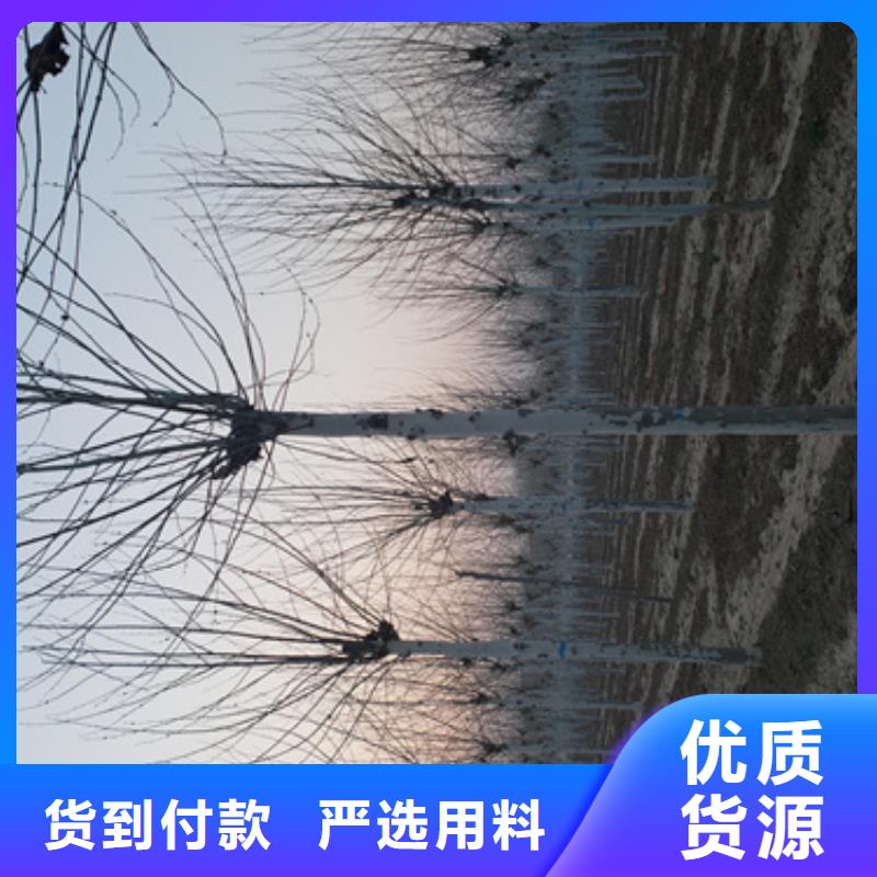法桐_白蜡重信誉厂家