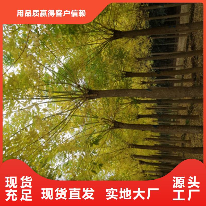 法桐截杆发帽专业生产制造厂