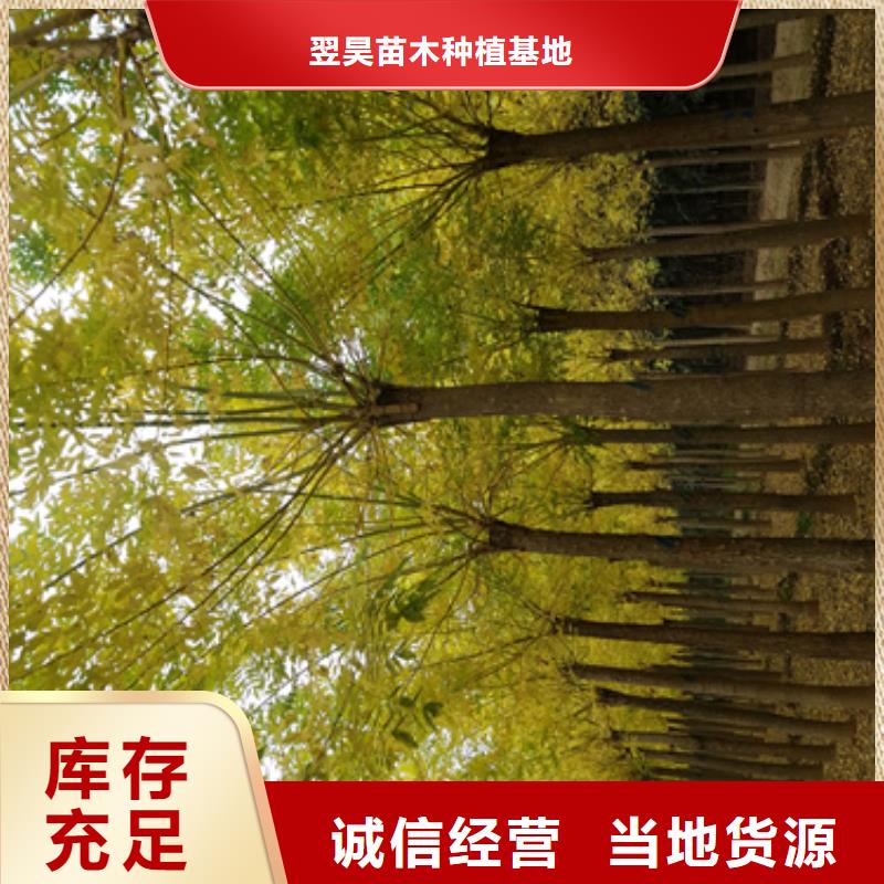 法桐美国红枫欢迎来电咨询