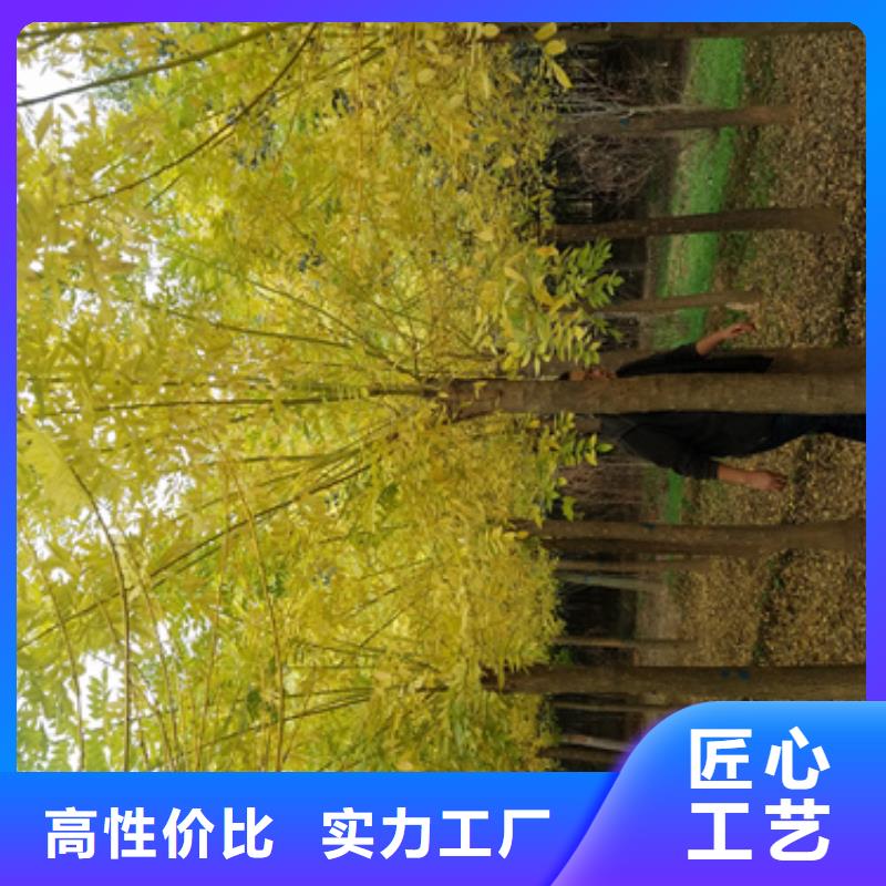 法桐【樱花】厂家经验丰富