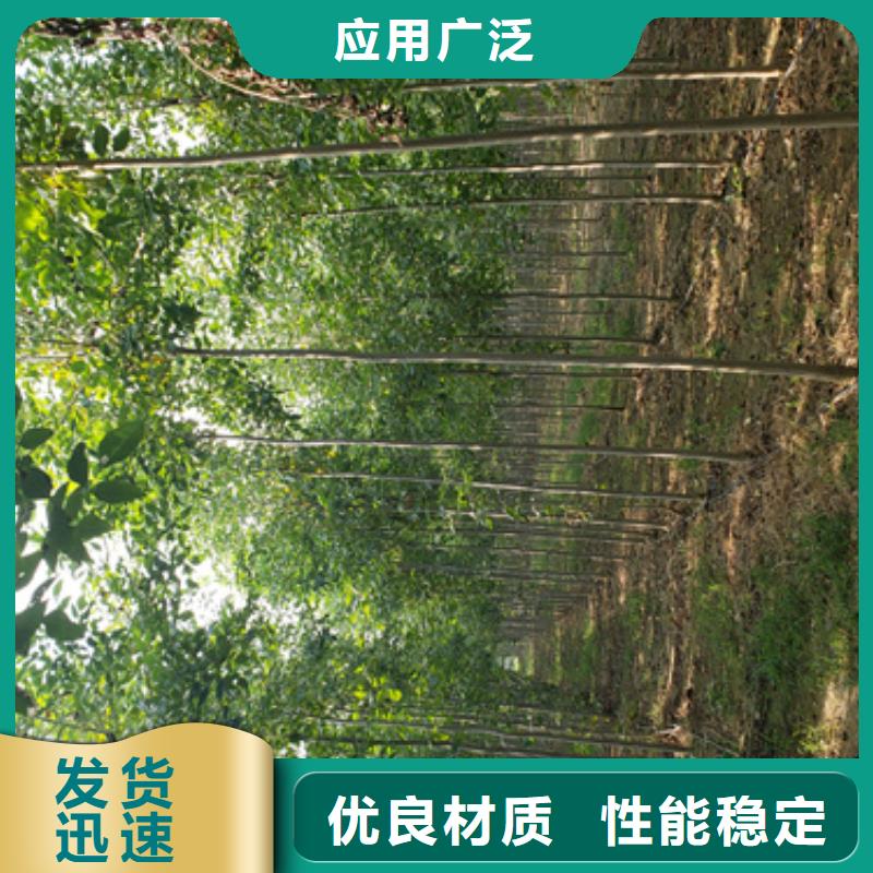 法桐白蜡现货交易