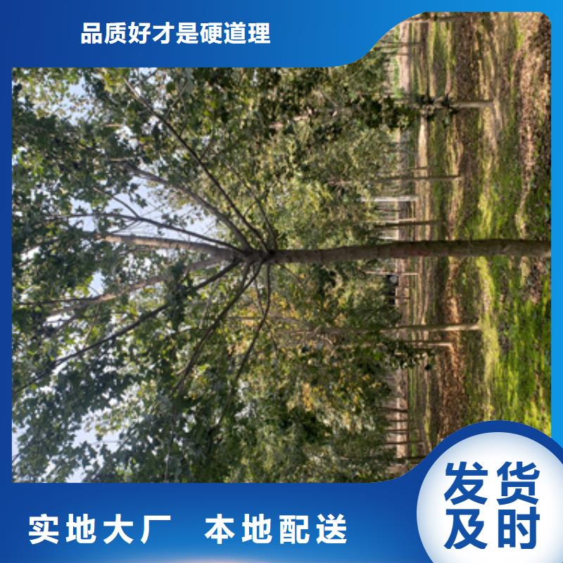 法桐_白蜡重信誉厂家