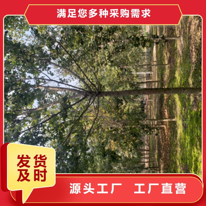 法桐黄金槐经销商